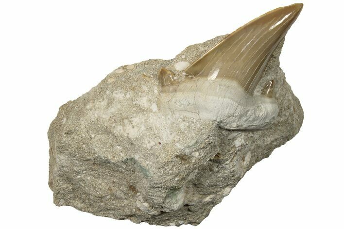 Otodus Shark Tooth Fossil in Rock - Huge Tooth! #201156